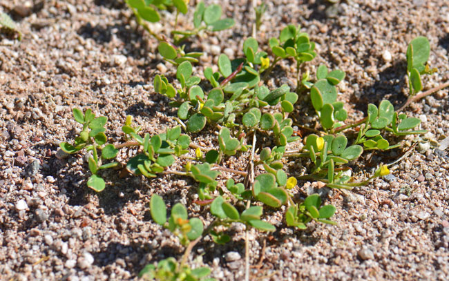 Lotus salsuginosus, Coastal Bird's-foot Trefoil, Southwest Desert Flora